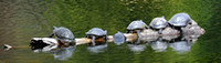 Turtles - Ambleside Pond