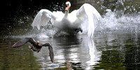 Ambleside - Mute Swan 20090514
